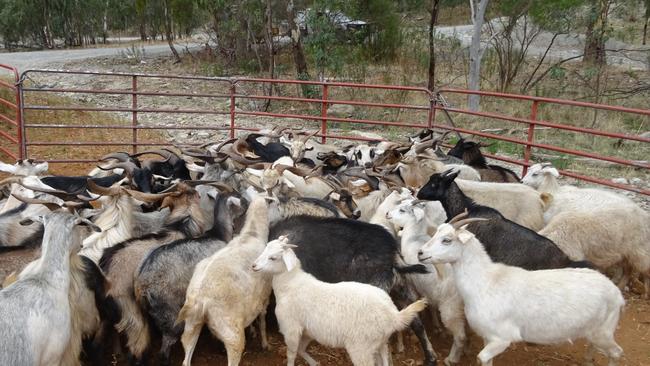 More goats have been processed in 2024 thanks to extra abattoir capacity.