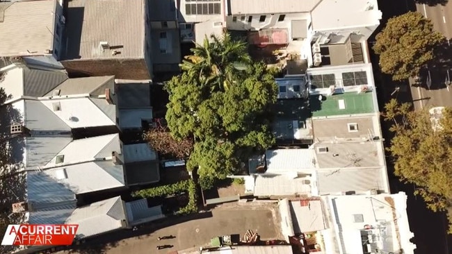 The giant jacaranda tree that Sydney City Council refuses to remove. Picture: A Current Affair.