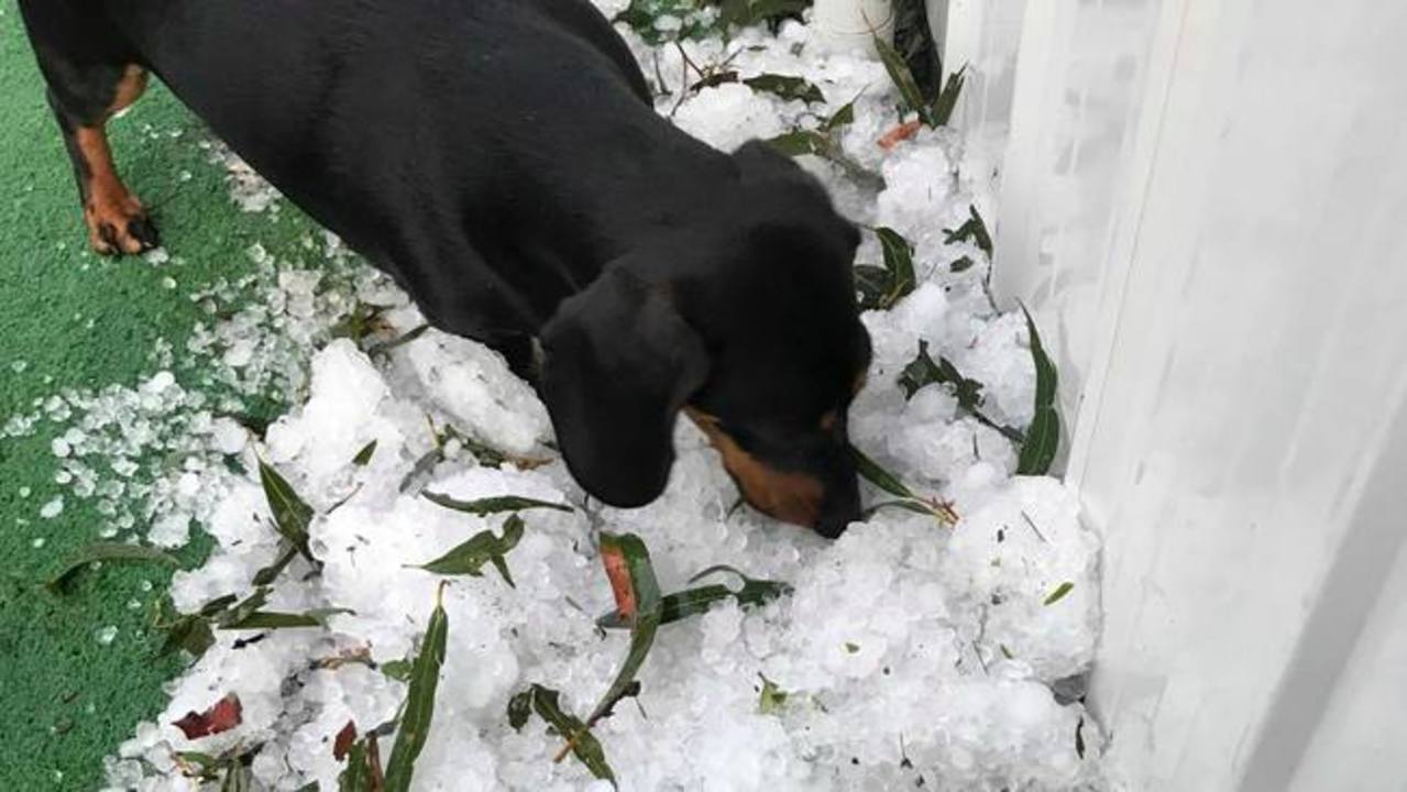 Sausage Dog Inspects Hail After Southeast Queensland Storm