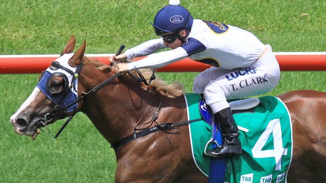 Scarlet Rain will shoot across from a wide gate. Picture: Jenny Evans