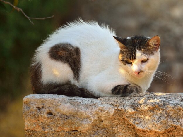 A feline inhabitant of Vamos.