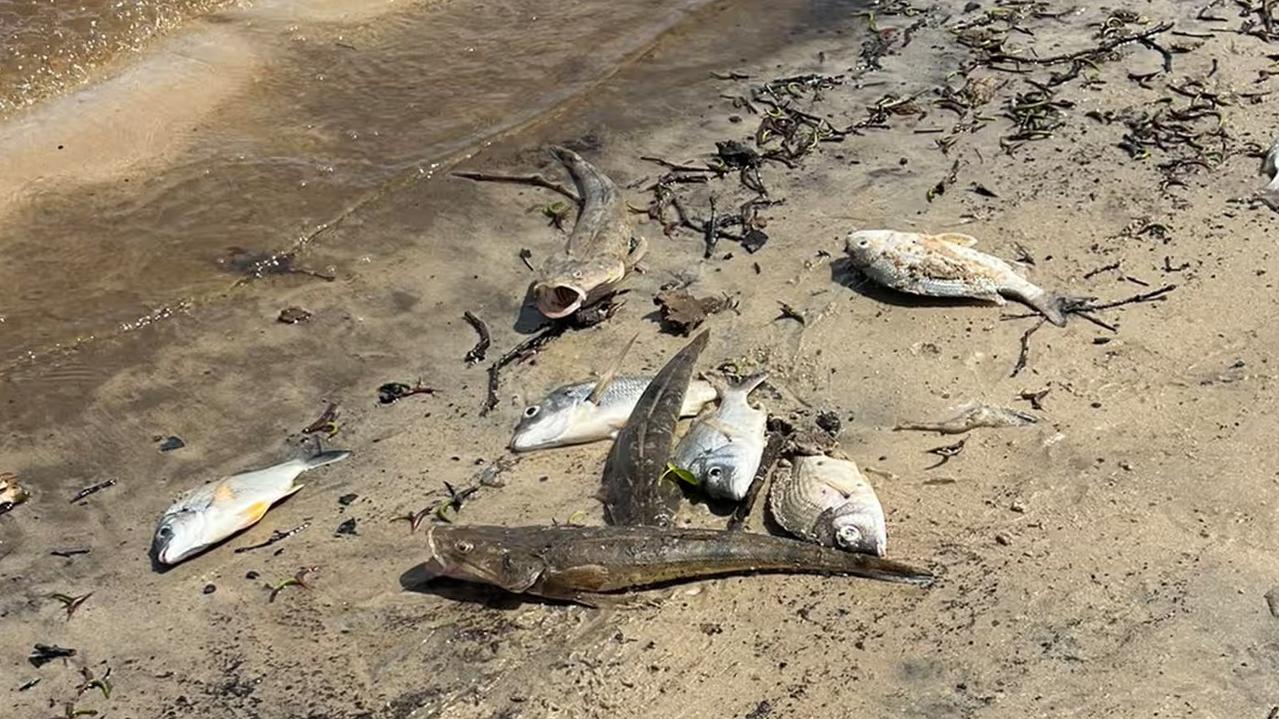 ‘Disgusting’: Decaying, dead fish stench engulfs coastal tourist town