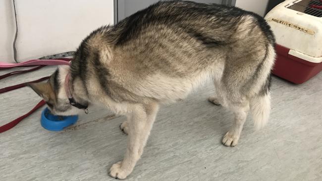 The surviving, emaciated dog, Stormy. Picture: RSPCA