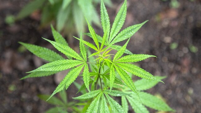 A 19-year-old Granite Belt man has fronted court for the first time for growing a knee-high marijuana plant in his backyard. Photo: iStock