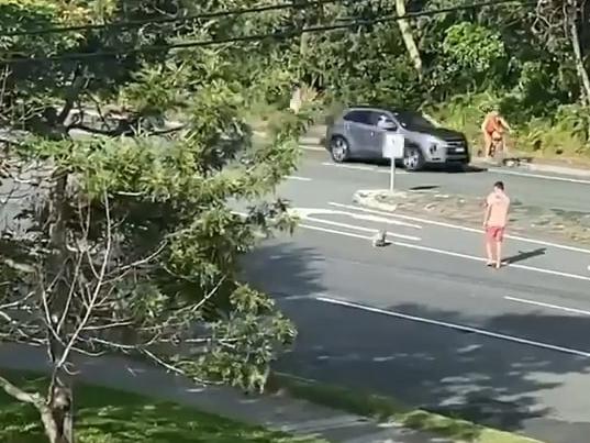 A man running on adrenaline has run in the middle of a Gold Coast Highway road to stop traffic after seeing a koala run to the road. Picture: Supplied