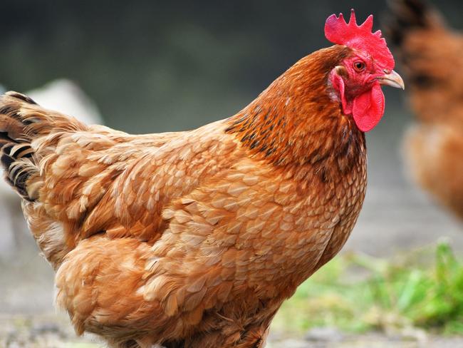 Chickens on traditional free range poultry farm.