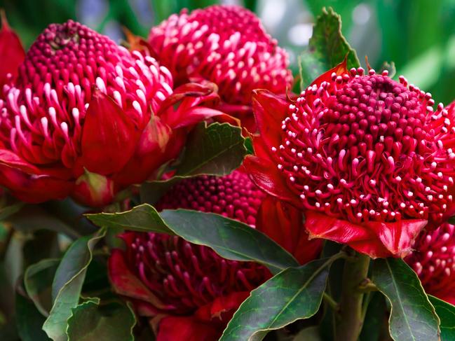 Australian native waratahs come in deep vibrant red or white.