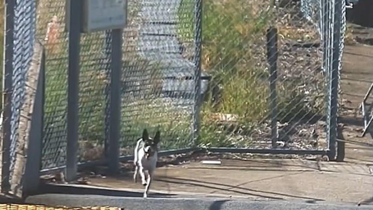 An un-fur-gettable rescue of a small dog that makes his way onto the Boondall Station train tracks. Photo: Queensland Rail