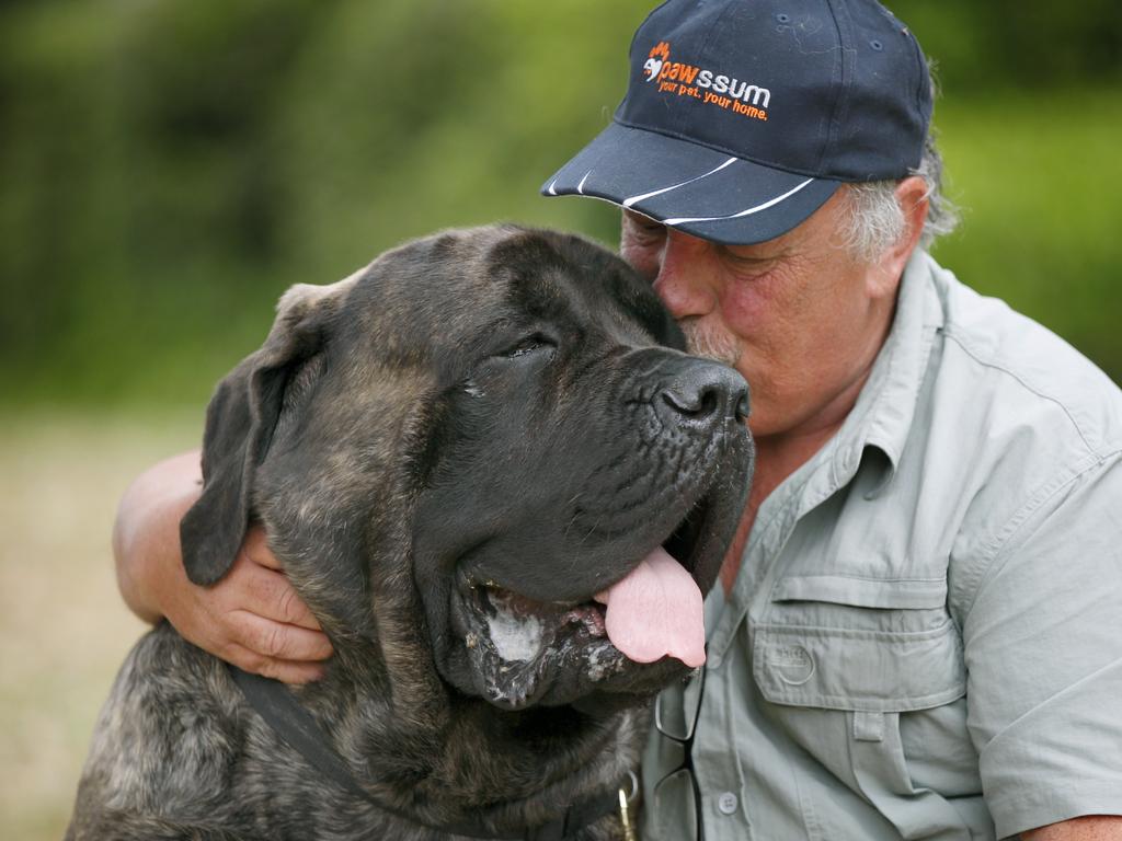 How Australia's biggest dog is helping kids, elderly | Dogs Of OZ | Daily Telegraph