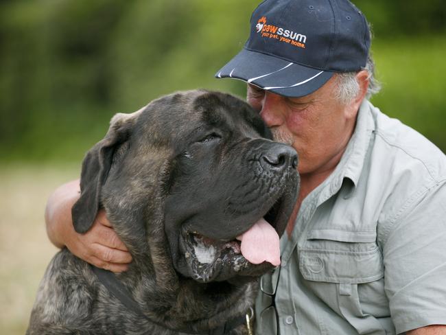 Australia's biggest dog Baron with his owner Mark York. Picture: Angelo Velardo