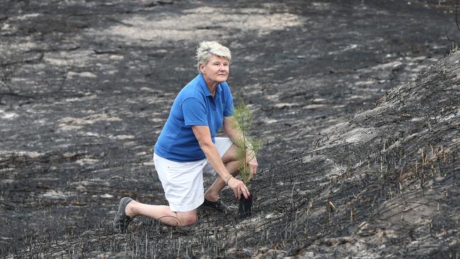 Lyn Wright from Friends of Federation Walk with a single new sapling among the fire damage at The Spit. The group is going to push ahead and do a planting next weekend and want an army of people down there. Picture Glenn Hampson