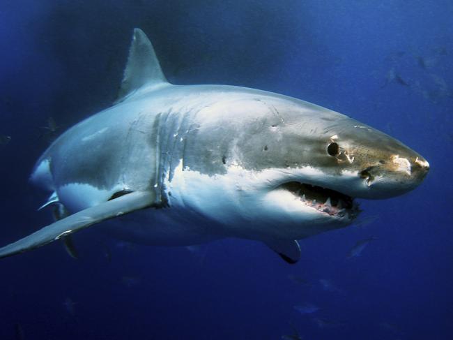 Photo of a great white shark