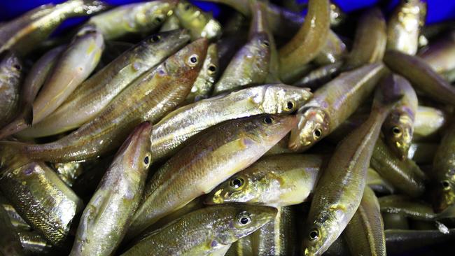 Expect smaller catches of fish as oceans temperatures, and acidity, rise. Pic: Supplied