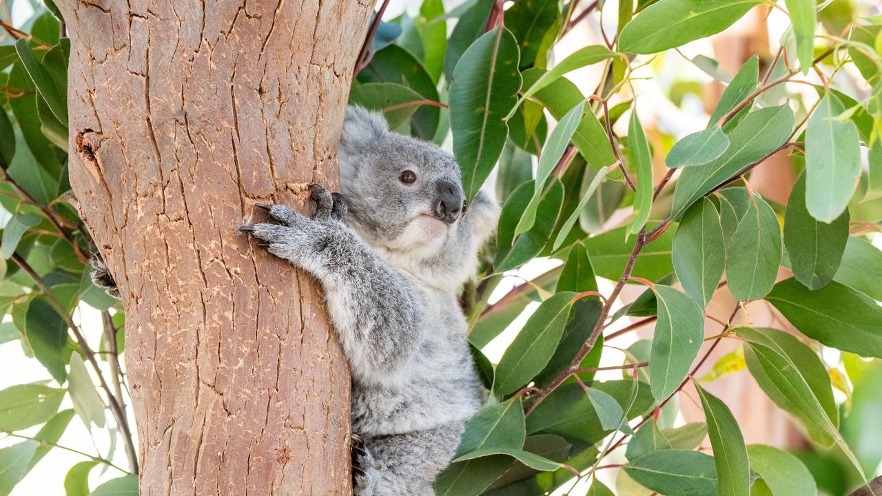 Little Fox could hold an important role in supporting the future of his species. Picture: supplied