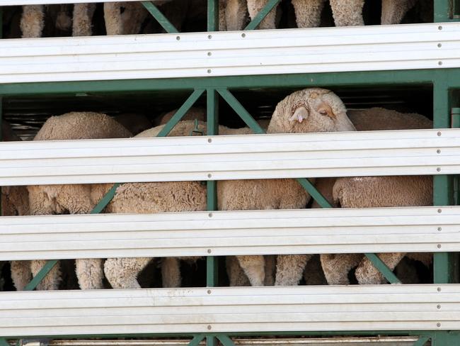 Sheep on a truck head towards a ship near protesters protesting against live exports this afternoon near Inner Harbour Berth 18, they are on Ocean Steamers Road, Port Adelaide. Company exposed for animal rights' abuses is loading animals right now at the Port .. Protest the Livestock Shipping Services vessel, The Maysora , photos of the protesters and the animals being loaded into the ship and the ship itself . Picture: Stephen Laffer