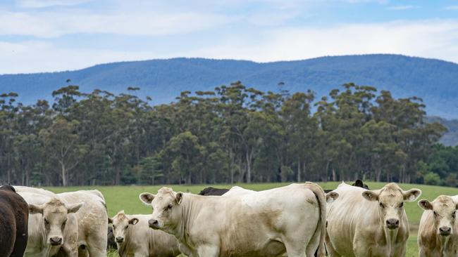 NEWS: Calf Sale PreviewLeon is selling 220 heifers and steers at the upcoming Pakenham weaner cattle sales. PICTURED: Generic farm. Beef cattle. Charolais and Angus cattle. Stock photo. Rural landscape.Picture: Zoe Phillips