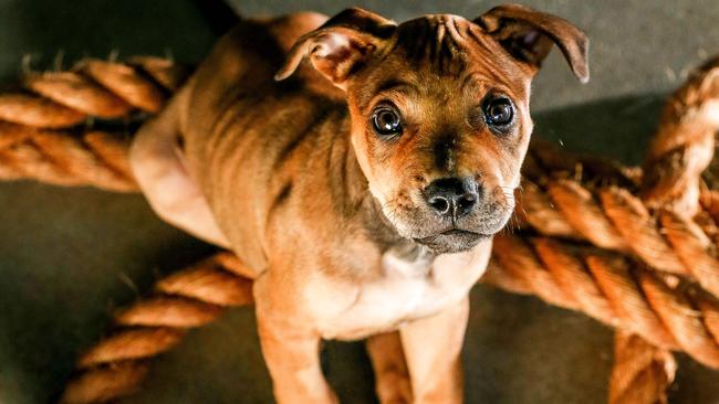 Benson the 10-week-old staffordshire terrier. Picture: Tim Carrafa