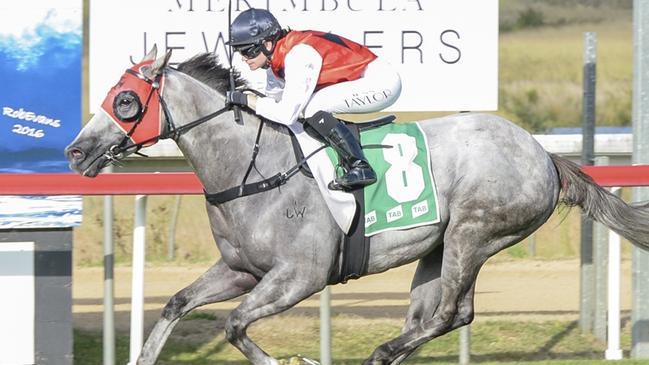 Skaifee is looking to secure Horse of the Year honours at the Sapphire Coast on Sunday. Picture: Bradley Photos