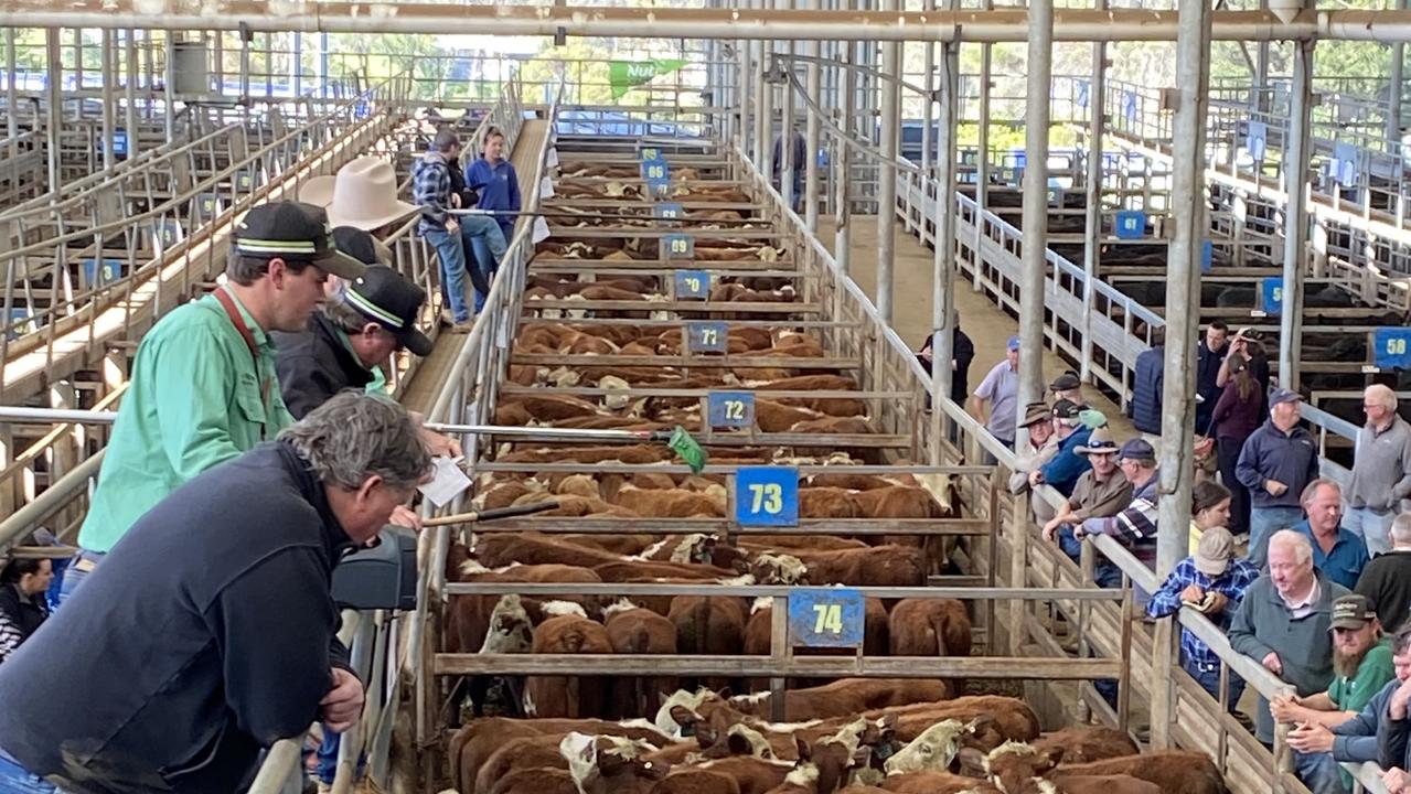 Victoria’s cattle selling powerhouse emerges