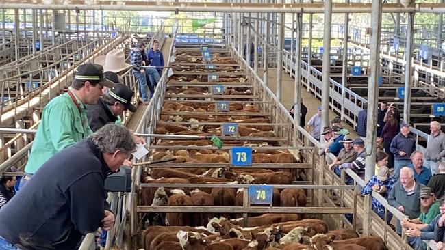 Cattle at the Leongatha store sale.