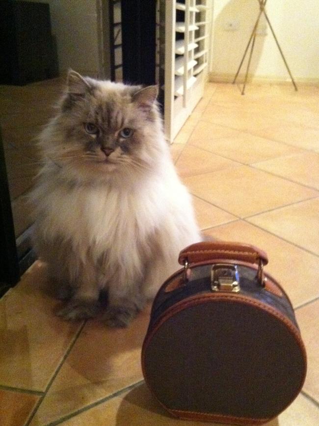 HENSCHKE: It’s clear this kitty has champagne tastes. When he’s not napping, he lives in hope of a holiday.