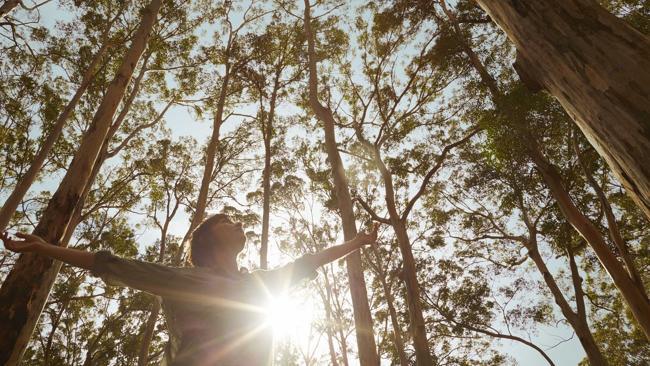 Scientists estimate that that around 15 billion trees are cut down each year.