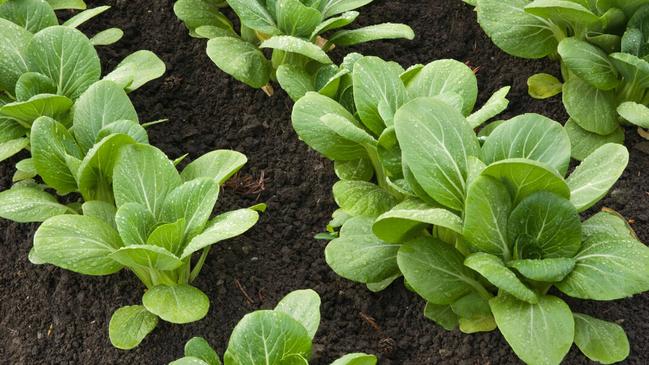 Bok Choy.