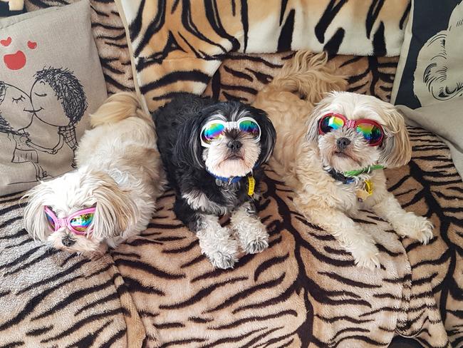 Yogi, Boo Boo and Buddha: The family that dress up together, stay together, as the Bear tribe can attest.