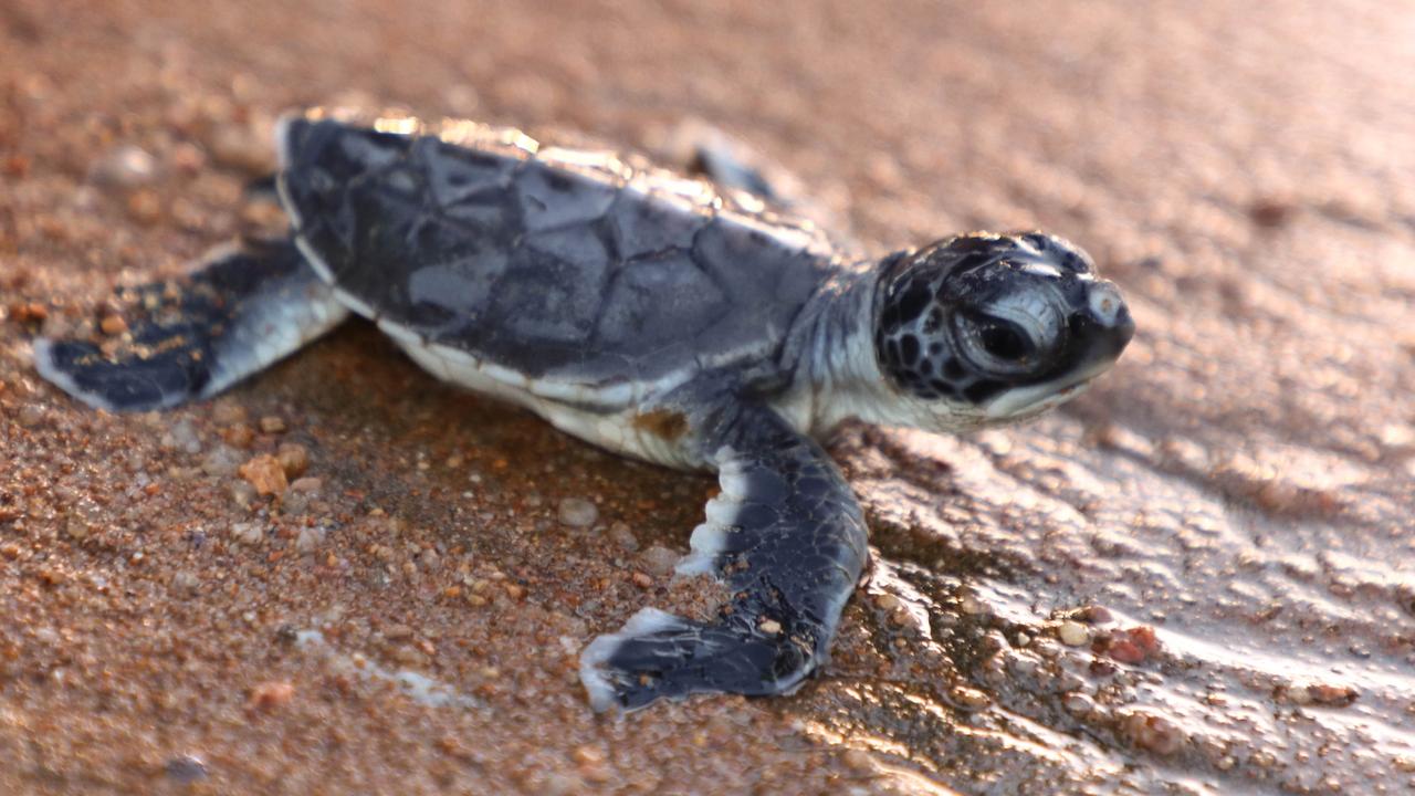 Climate Resilient Coastlines project aims to help Magnetic Island’s ...