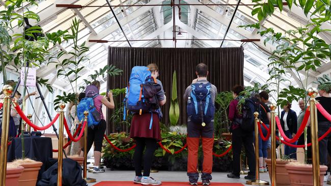 The Royal Botanic Garden has rolled out the red carpet for one of the rarest plants in its collection. Picture: Jonathan Ng