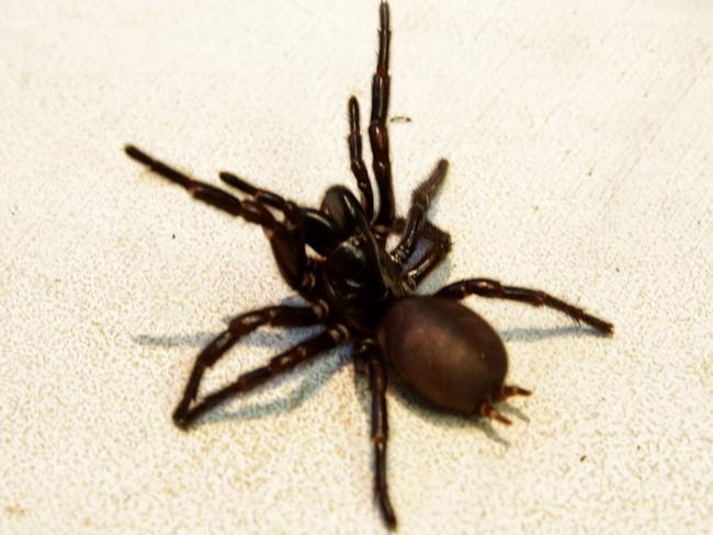 Spiders in Australia: Wet weather could force creepy-crawlies into ...