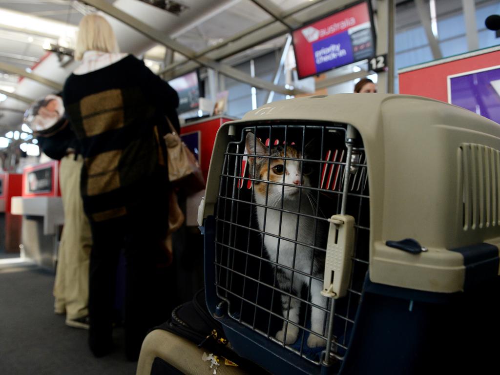 Virgin plans to assign two rows on select domestic flights as “pet-friendly”. Picture: AAP Image/Tracey Nearmy