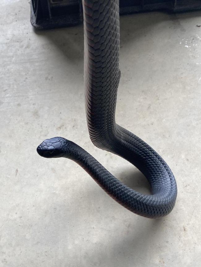 This red-bellied black snake from The Range made its way into a shed. Picture Snake Catchers Adelaide