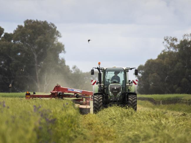 Cut down: With baling and ensiling of winter-grown fodder complete, growers’ hopes of selling it now depend on summer irrigation pricing. Picture: Dylan Robinson