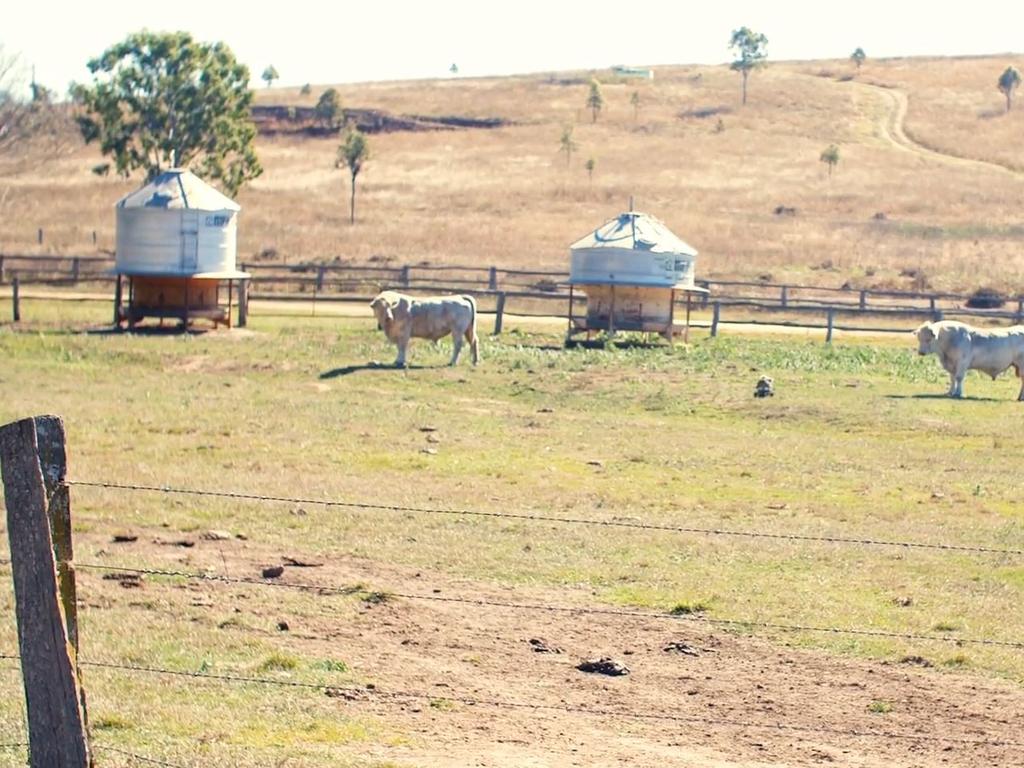 The research is expected to find that cattle are extremely hostile towards koalas, as can be seen in the attached video.