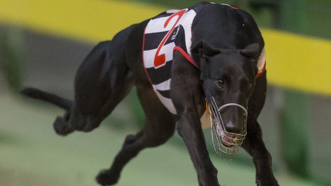 Greyhounds Golden Easter Egg final preview: Dual Keroma, Miss