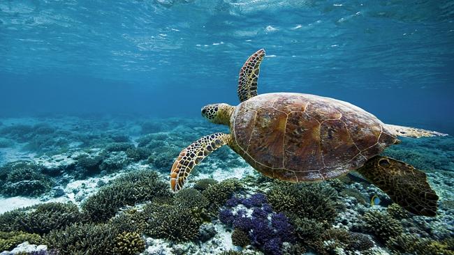 Great Barrier Reef: Wildlife off Heron and Lady Elliot islands | escape ...