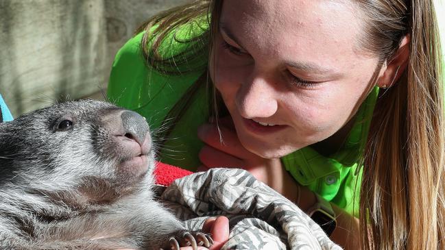 Sydney Thunder WBBL player Anika Learoyd with eight month old wombat Reidy Bear. Pic: Sarah Reed/Getty Images