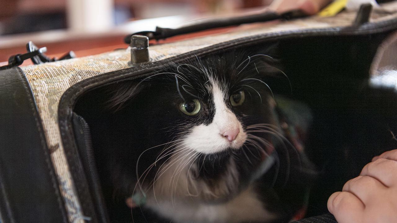 Sookie at the Blessing of the Pets at All Saints Anglican Church, Saturday, October 12, 2024. Picture: Kevin Farmer