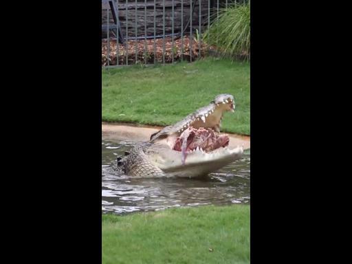 Elvis the croc celebrates his 59th birthday with massive 'death rolls'