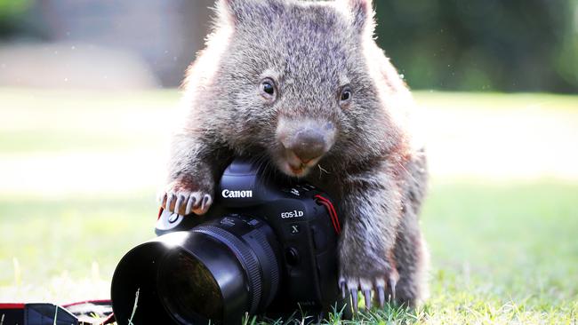 The wombat will serve as an ambassador for her wild counterparts. Picture: Nigel Hallett