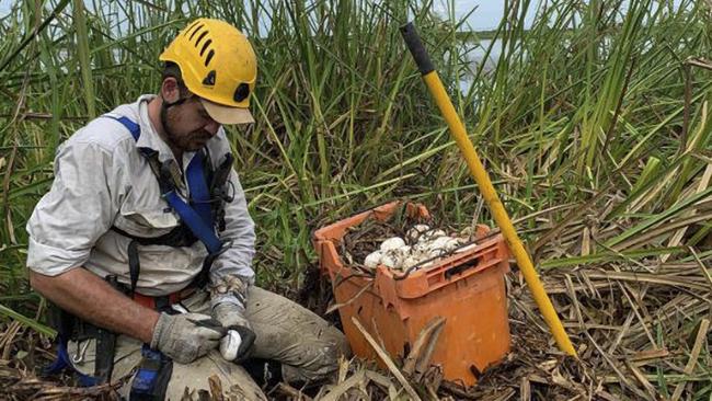 Netflix star and chopper crash victim Chris ‘Willow’ Wilson marking crocodile eggs. Picture: Supplied.