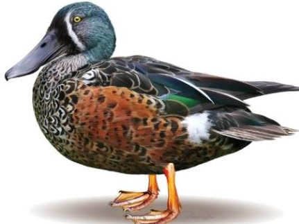 The male blue-winged shoveler duck