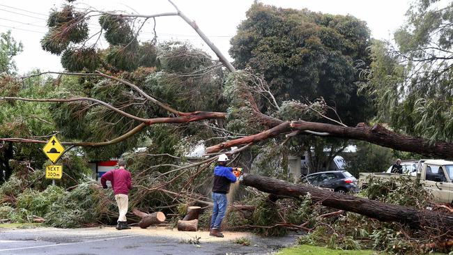 Fallen trees at Old Geelong and Fellows roads at Point Lonsdale. Picture: Mike Dugdale