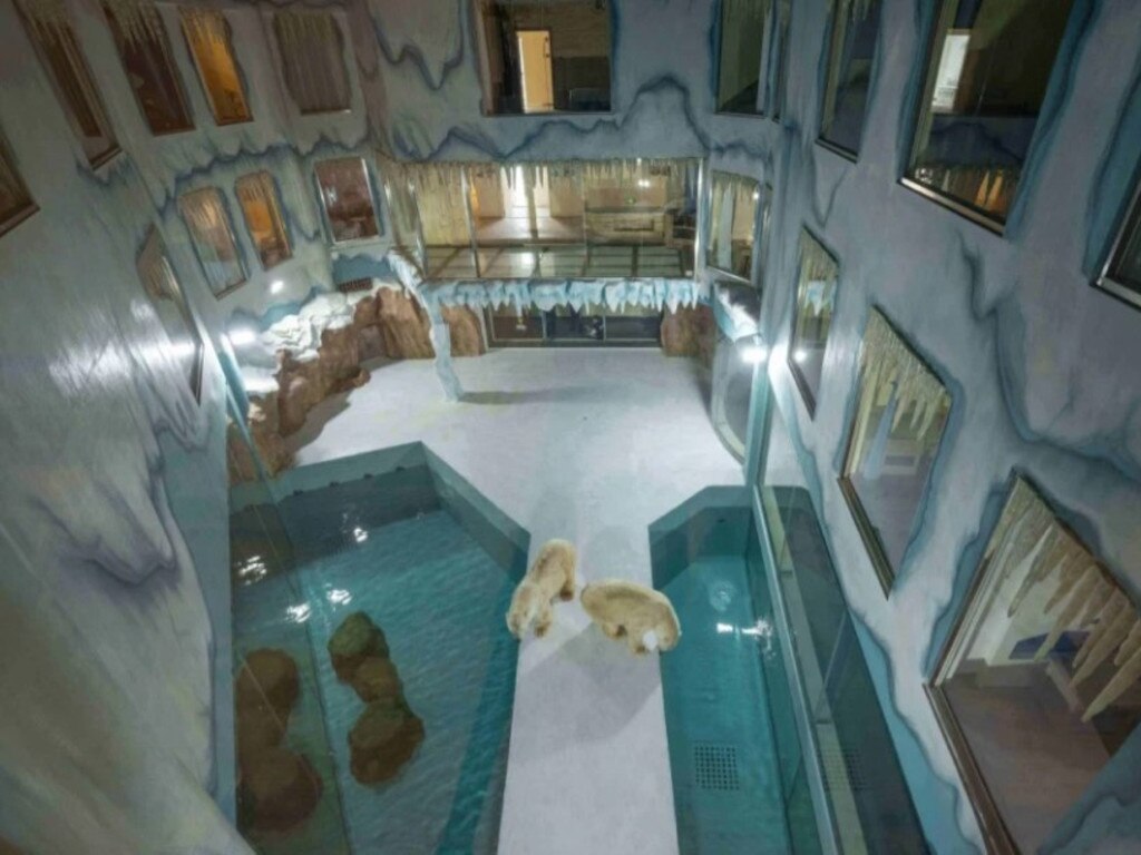 Guests are able to watch the polar bears 24/7. Picture: Supplied