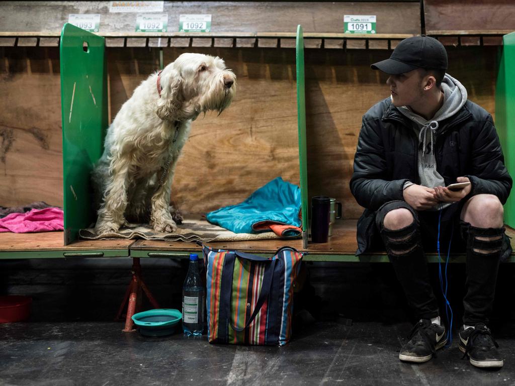 A man sits in a pen adjacent to an Italian spinone dog on the first day of the Crufts dog show at the National Exhibition Centre. Picture: AFP