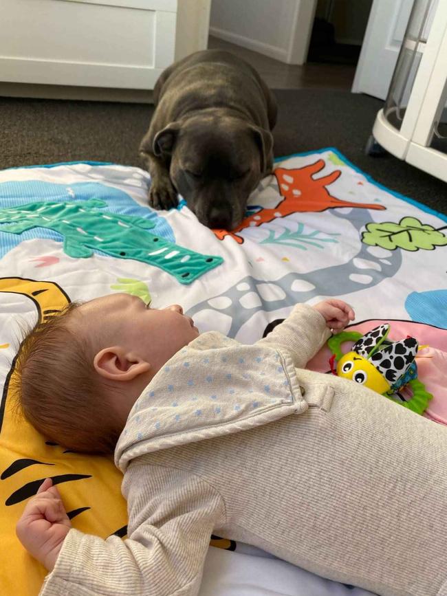 Jaxson Wilmot with dog Maximus. Photo: Contributed