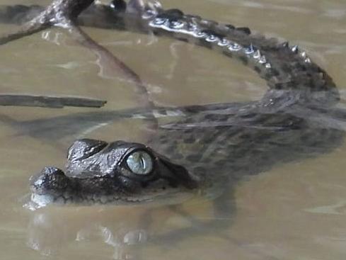 Born and raised Territorian Rodney Fischer caught incredible footage of a crocodile hatchling in King River. He said there were about a dozen in the area. Picture: Rodney Fischer