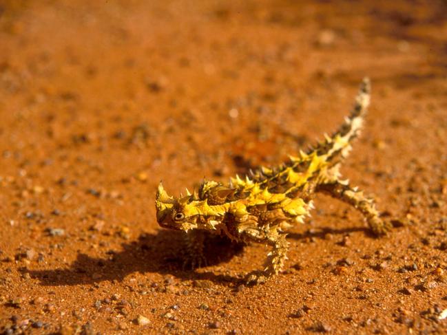 THORNY DEVIL, ULURU, NORTHERN TERRITORY: It’s not the cuddliest of Australian animals but an encounter with a thorny devil is one of the special experiences on offer in the Red Centre — even more so if you’re lucky enough to catch sight of one of the small camouflaged creatures against the imposing backdrop of Uluru. It’s one of many animals you might see amid the arid landscape of Uluru-Kata Tjuta National Park home, with the area home to a surprising 73 reptiles, 21 mammals and 178 birds. 
seitoutbackaustralia.com.au Picture: Michael Nelson, Parks Australia