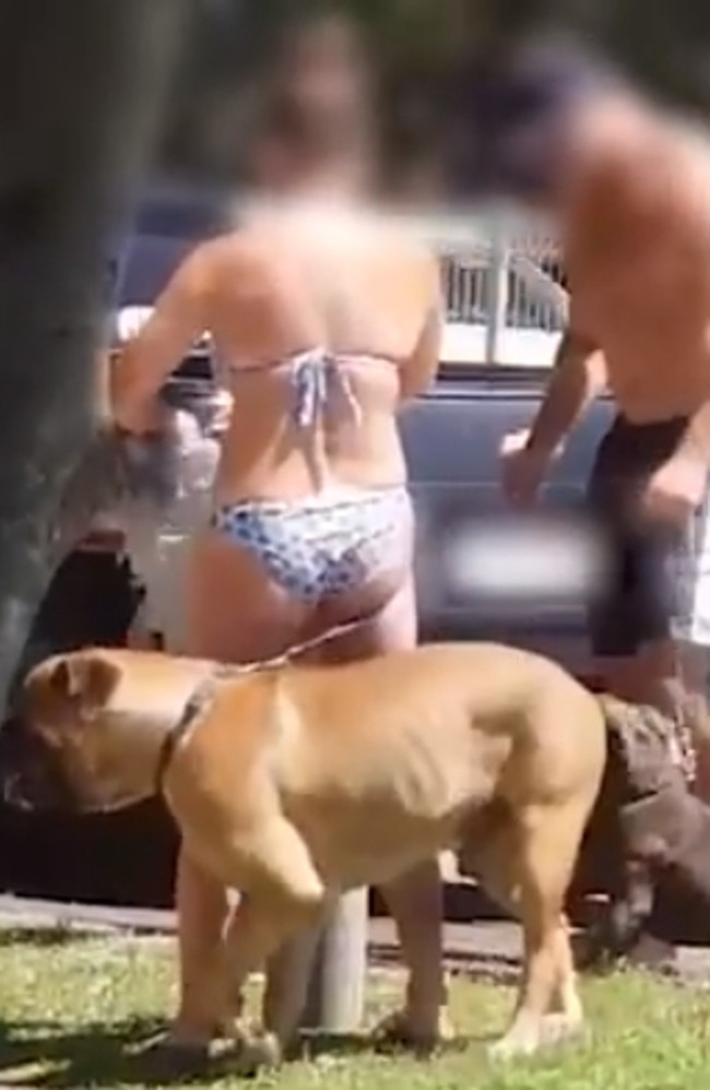 Video footage of Brett Simpson allegedly attacking his staffy at Palm Beach on January 18.